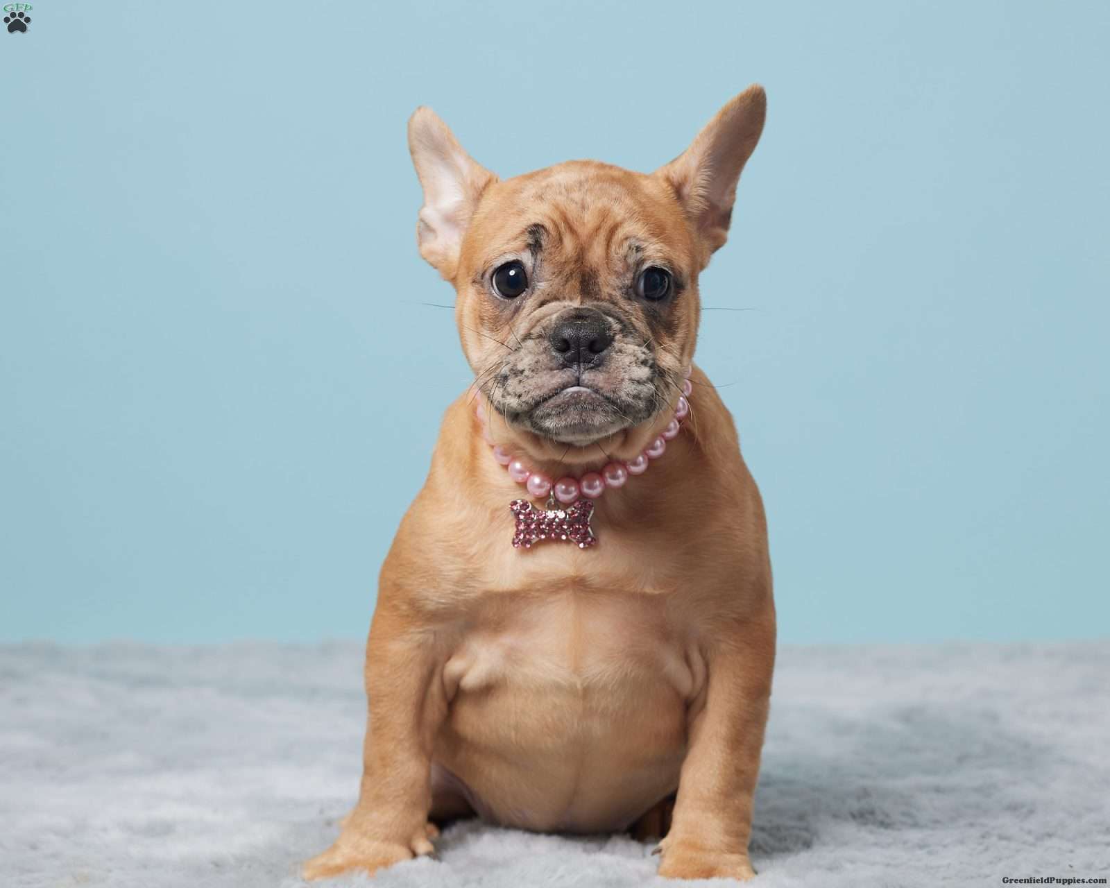 Marla French Bulldog Puppy For Sale in Ohio